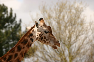 Giraffe - Giraffa camelopardalis