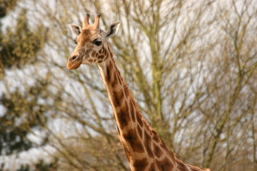Giraffe - Giraffa camelopardalis