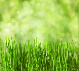 Fototapeta na wymiar fresh spring grass on defocused light green background.