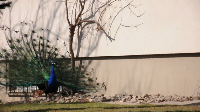 Pfau schl&auml;gt Rad
