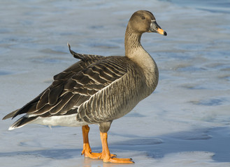 Bean Goose