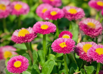 bellis perennis © BVpix
