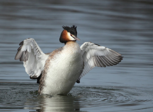 Gr&egrave;be hupp&eacute; secouant ses ailes