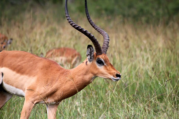 Antilope in Akagera National park in Rwanda
