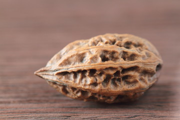 Manchurian walnut (Juglans mandshurica)