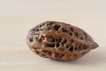 Manchurian walnut