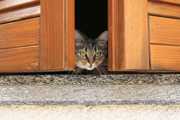 Gatto che spia