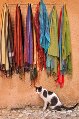 Gatto e foulard