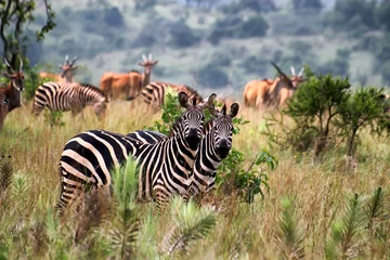 Foto op Canvas Nationaal park Akagera in Rwanda © BGStock72