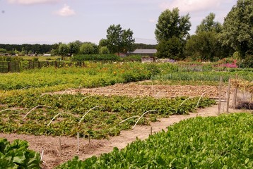 An allotment garden with vegetables