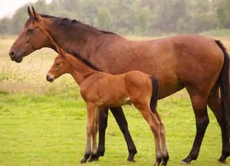 A brown horse with a foal in summer