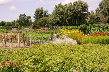 Fototapeta na wymiar Przydział ogród z kwiatami i warzywami