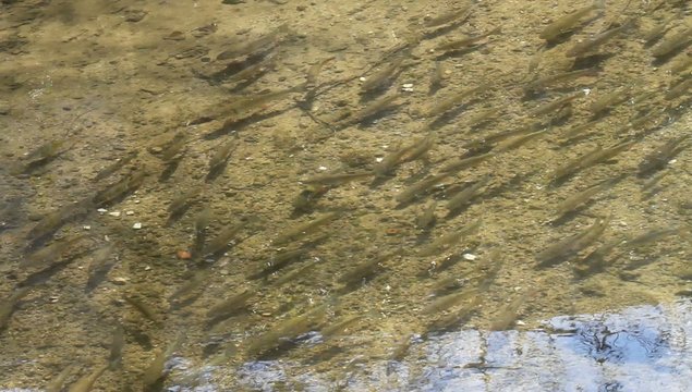 Banc de truites fario