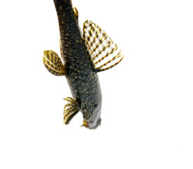 Pterygoplichthys gibbiceps