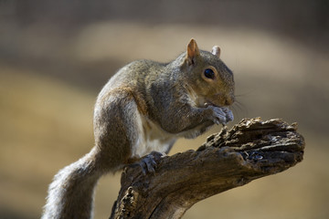 Autumn squirrel
