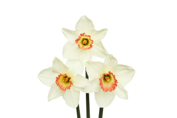 White daffodils