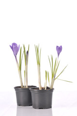 Purple crocus on white