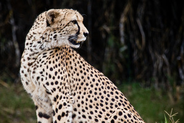 gepard © tomasz horowski