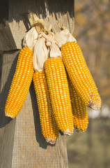 dried corn on the cob on the background of a wooden pole