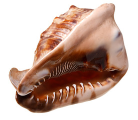 Seashell (clamshell) isolated on a white background.