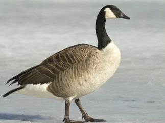Canadian Goose walking on the ice