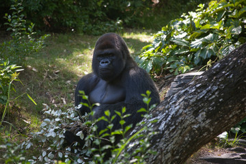 gorilla in some bushes