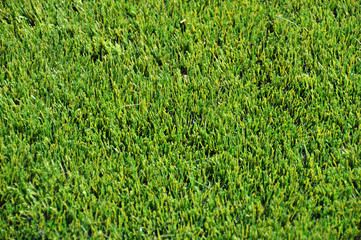 gazon synthétique pelouse football