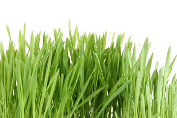 Fototapeta na wymiar beautiful green grass isolted on white