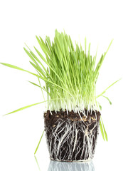 Green grass with the land isolated on white