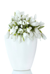 beautiful bouquet of snowdrops in vase isolated on white