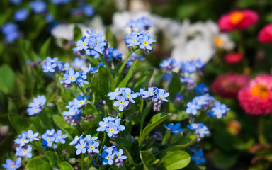 forget me not