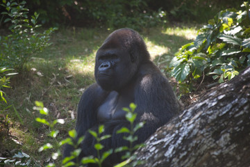 gorilla in some bushes