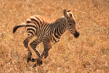 Fototapeta na wymiar Dziecko zebra działa
