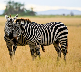 Fototapeta na wymiar kumple zebry