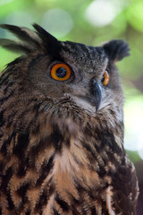 owl with tree in the background