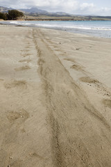 Trail from Elephant Seal on Ocean Shore Sand