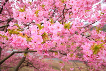 kawazu sakura