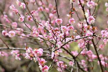 plum flower blossom