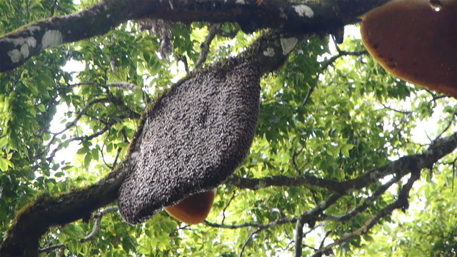 Beehive at tree