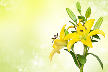 Yellow lily  flower