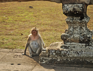 Monkey sitting on the ground ancient temple cambodia