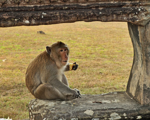 Monkey asia cambodia