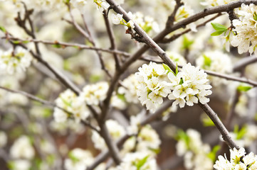 Branch blossoming plum