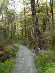 Sentier du routeburn track - en forêt