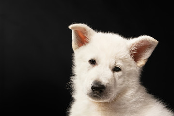 Puppy of the white sheep-dog