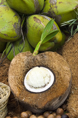 inside a ripe coconut  : showing a coconut heart