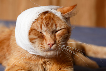 cat ear ache with bandage