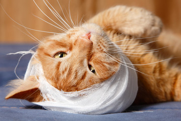 cat ear ache with bandage