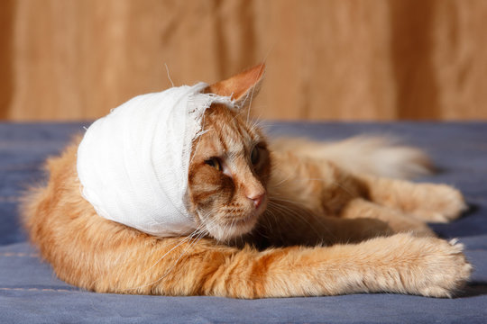 Cat Ear Ache With Bandage