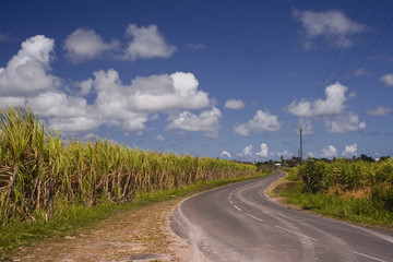 Fototapeta premium Sugar cane fields in Guadeloupe